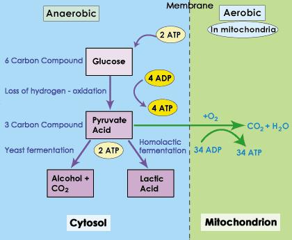 Cellular respiration is a series of the metabolic reactions occurs in cells in order to convert nutrients