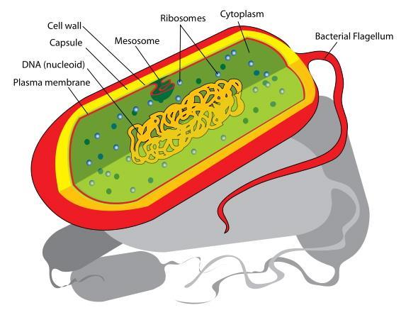 Comparing Prokaryotic and Eukaryotic Cells Are mostly bacteria Prokaryotes Genes usually do not have introns Between 500