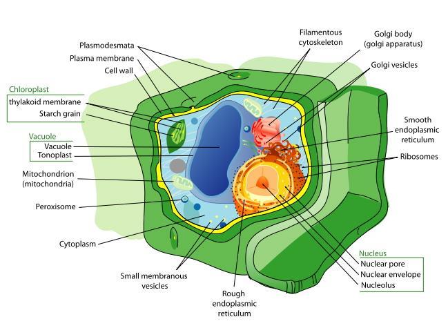 and then translate into protein Eukaryotes Include all plant and animal cells Have organelles and a nucleus Have