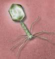 Plant Ostreococcus is the smallest known free living eukaryote with