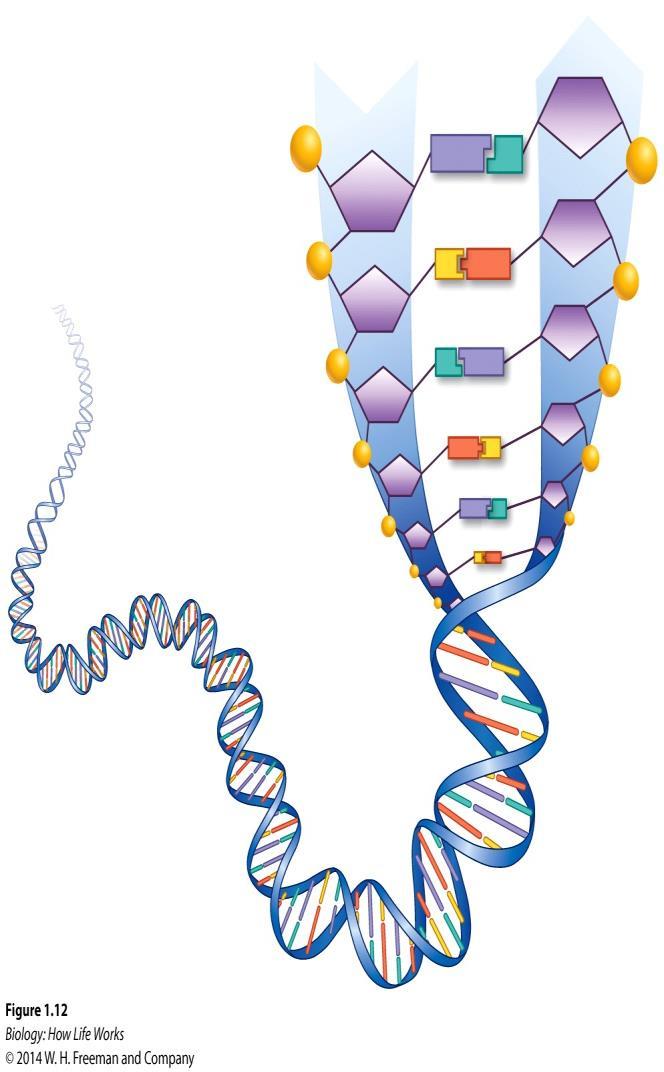 1. DNA STORES AND TRANSMITS INFORMATION Cells contain a stable blueprint of information in a molecular form, that is DNA.