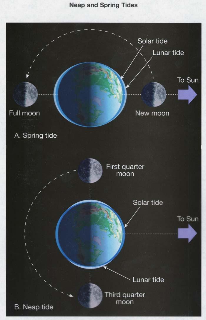 What about Sun s effect Gravity & inertia in this system too - so, there must be solar tides too Combined with phases of the