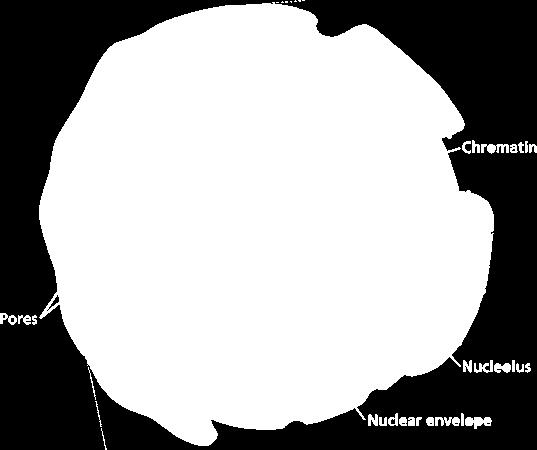 The nuclear envelope is dotted with nuclear pores, which allow material to move in and out of the nucleus.