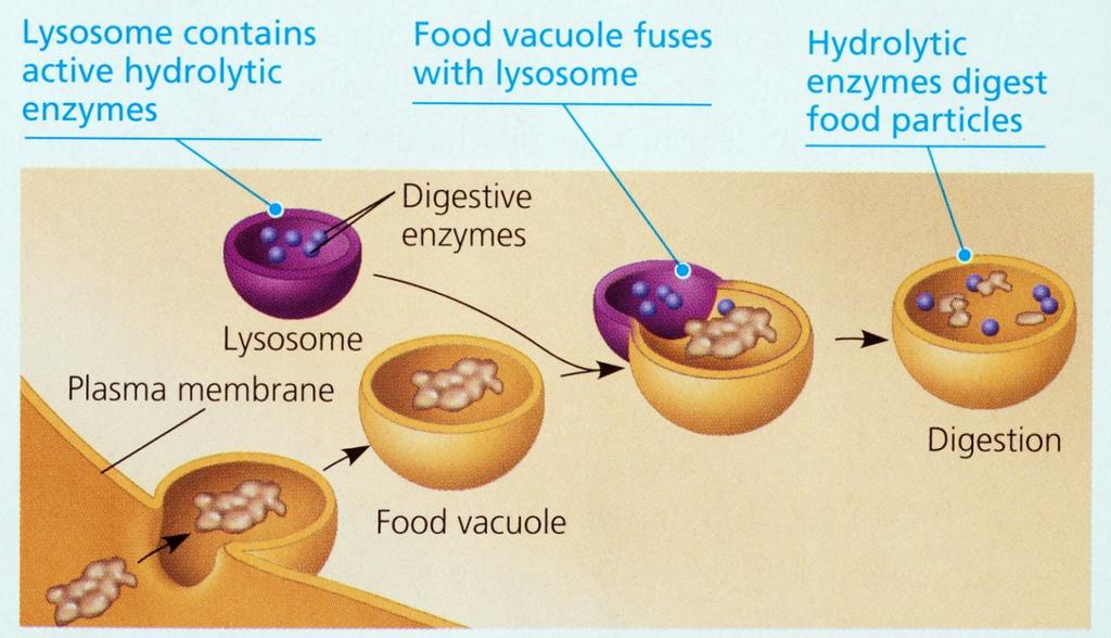 Lysosomes (the little garbage disposals) Lysosomes are small organelles filled with