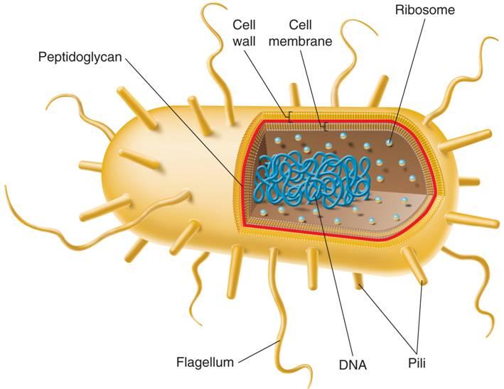 E. coli, a typical Eubacterium Cell Wall Cell Membrane
