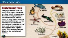 Taxonomy def: The science of classifying living things.