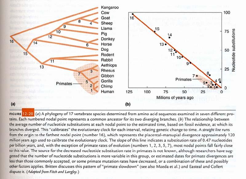 The number of nucleotide substitutions that occurred over a given length of time was compared among the 17 taxa.