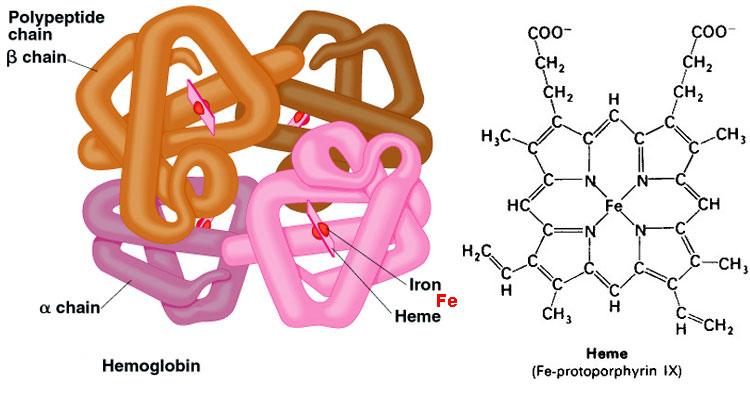 Found in animals (hemoglobin-like molecules are also found in plants, fungi, and invertebrates). The conserved nature of this molecule implies an early place in evolution.
