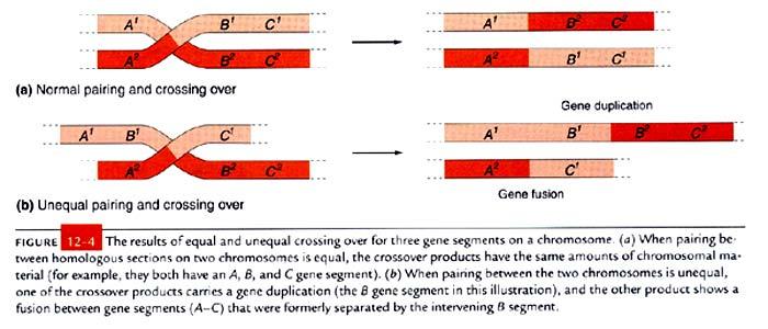 How do gene duplications arise? Unequal crossing over that results in increased chromosome material.