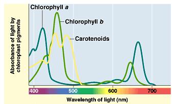 red & blue wavelengths & least in green other pigments with different structures have