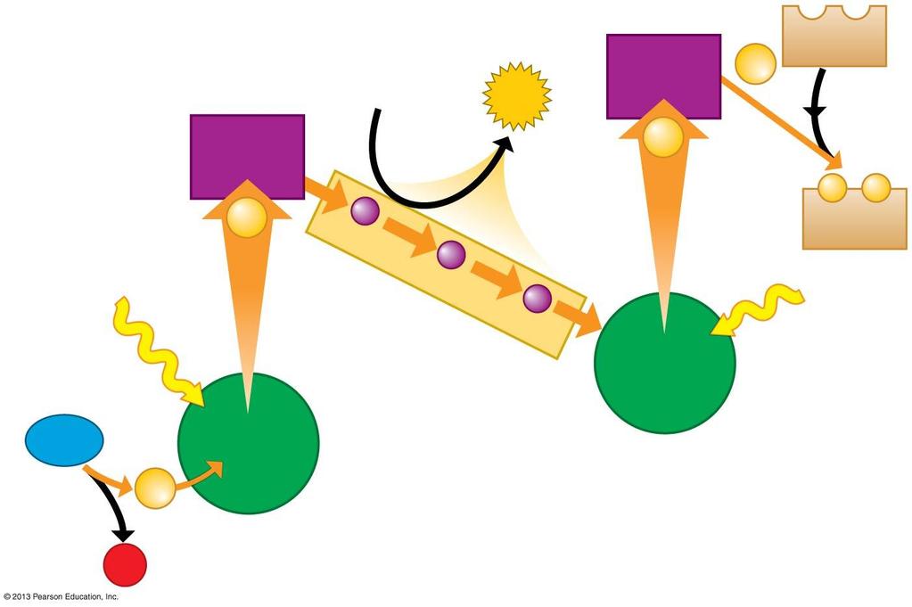 Figure 7-UN06 ADP ATP e acceptor 2e NADP e acceptor 2e 2e NADPH Photon Photon Chlorophyll