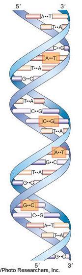 1-6 Possession of a Genetic Program: A genetic program provides fidelity of inheritance Nucleic Acids: Polymers built of repeated units called nucleotides DNA: Long, linear, chain of nucleotides