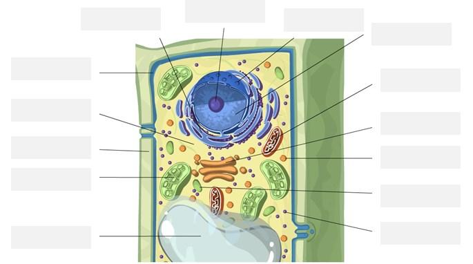 plant cell? What structures are present in a plant cell, but not in an animal cell?