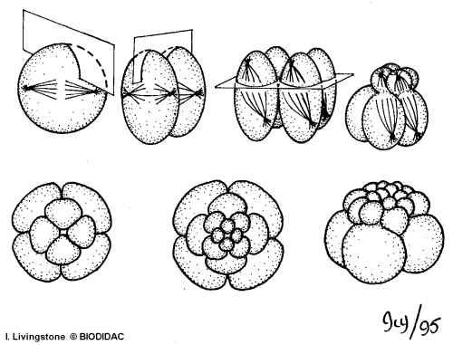Radial cleavage: Each mitotic division occurs parallel or at right angles to the polar axis of the embryo; cells of each layer are arranged directly above each other.