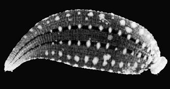 ANNELIDA: the segmented worms