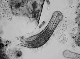 NEMATODA: roundworms Up to