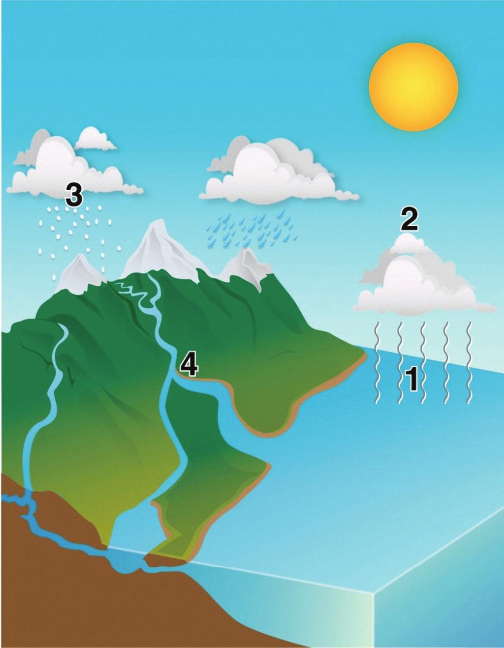 What do you know? The Sun s energy powers the water cycle. Water changes state its temperature increases and decreases as it moves through different stages of the water cycle.