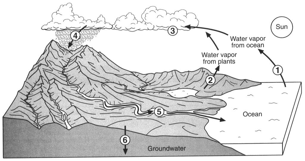18. The diagram below shows a model of the water cycle. The arrows show the movement of water molecules through the water cycle.