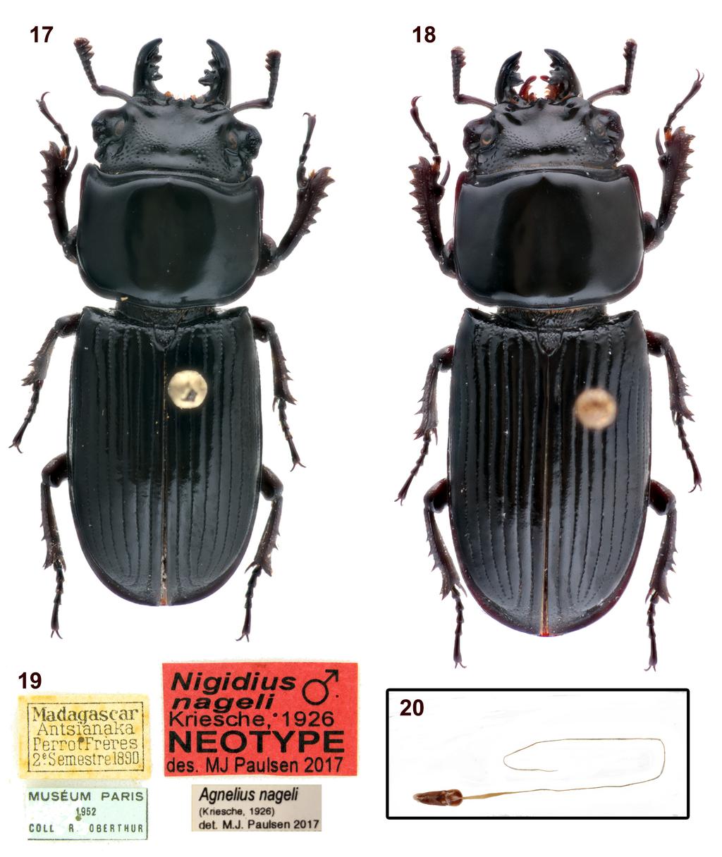 12 Insecta Mundi 0592, December 2017 Paulsen Figures 17 20. Agnelius nageli (Kriesche, 1926).