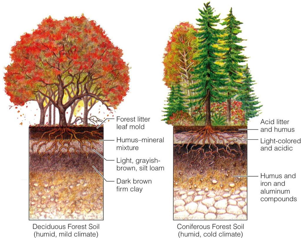 Soil and Its Origin Factors That Control Soil Formation Types of soils: Humid Forest Forest soils develop in humid climates such
