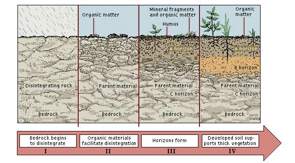 The Source of Soil Section 3 What Is Soil? Soil is a loose mixture of small mineral fragments, organic material, water, and air that can support the growth of vegetation.