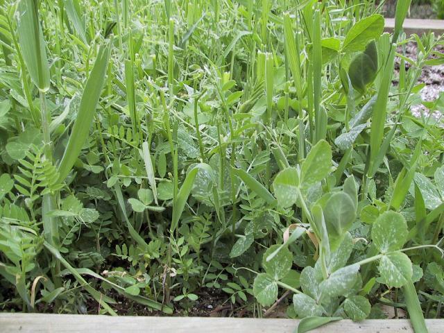 Cover Crop & Crop Rotation Cover Crops Cover crops are crops that are planted between harvests to replace certain nutrients and prevent erosion.