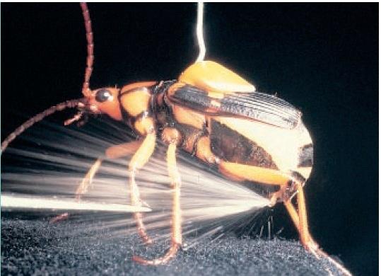 Bombardier Beetle Defends itself by spraying its enemies with an unpleasant hot chemical mixture Catalyzed