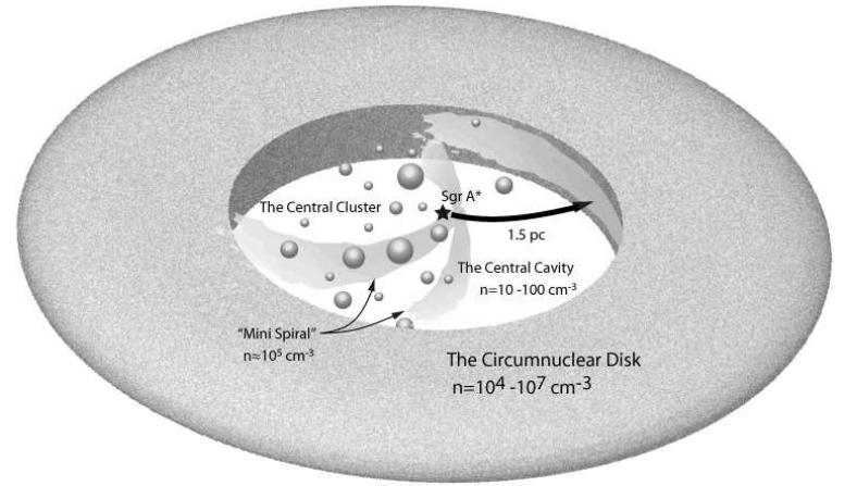 Galactic Center Schematic view of the central few parsecs of the galaxy (central molecular zone), showing the central black hole, Sgr A*, stars in the central star cluster, and the circumnuclear disk