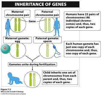 Chapter 7: Genes and Inheritance Family