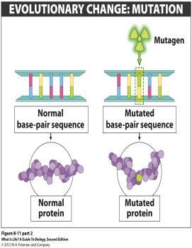 What causes mutations? The process of cells dividing can go awry.
