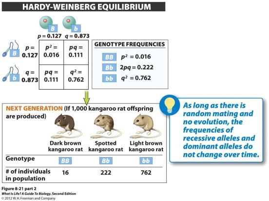 Hardy-Weinberg Equilibrium Applies when there is: No natural selection No mutations No migration No genetic drift Random mating