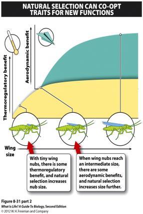 All of the above Natural selection causes the evolution of complex traits and behaviors. How can a wing evolve if 1% of a wing doesn t help an organism fly or glide at all?