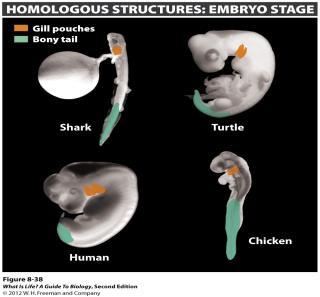 Comparative anatomy and embryology reveal common evolutionary origins.