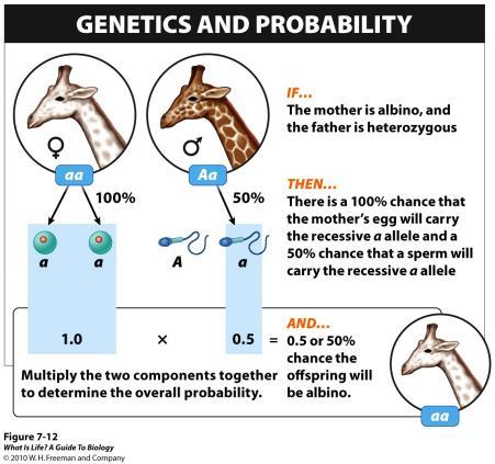 Probabilities Any gamete produced by an individual heterozygous for a trait has a 50%