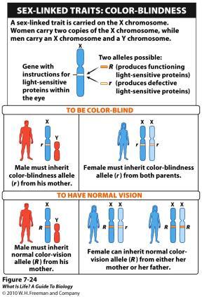 metabolic problems Albinism? Affects many areas Why are more men than women colorblind?