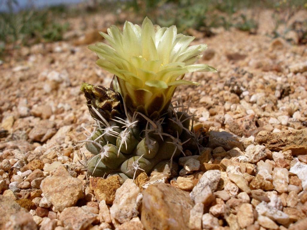Fickeisen Plains Cactus (Pediocactus peeblesianus ssp.