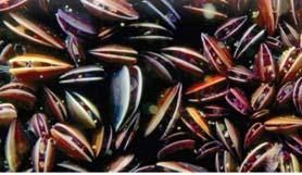 radula Bivalves: Filter feeders; can purify water and are