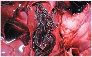 WORMS: Heartworms, hookworms Kingdom: Animalia Phylum: Nematoda Have complete digestive tracts (digestive anterior,