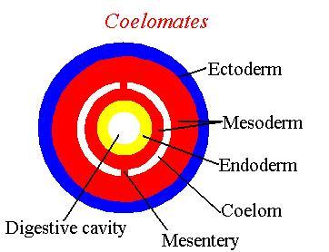 coelom Derived from mesoderm Enveloped by mesentery Animal Body Plans: Pseudocoelomates v