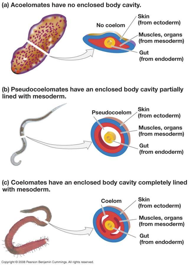Evolution of the Body Cavity Coelom Creates internal chamber for nutrient & O 2 circulation Allows