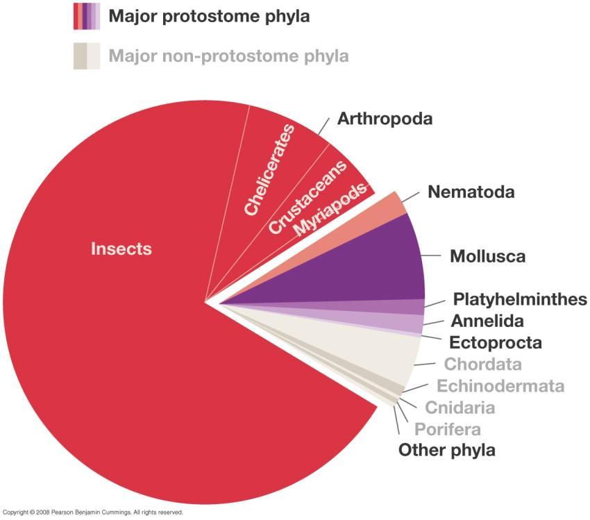Most Animals are Protostomes Arthropoda