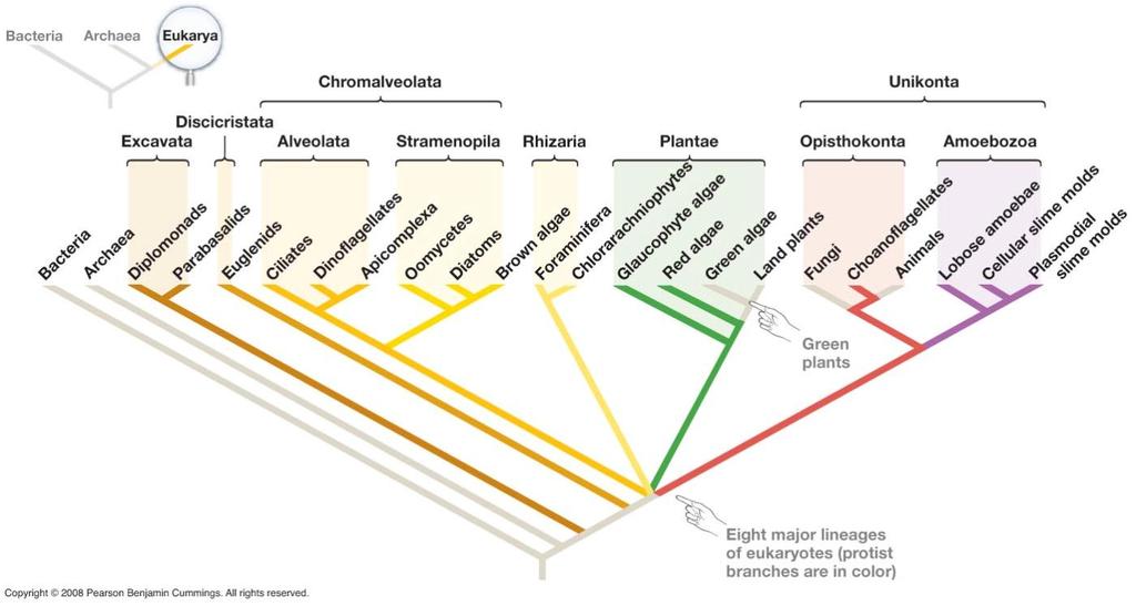 Phylogeny of Eukarya & Protists Based on a few important