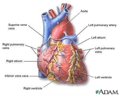 The heart is an organ made up of many different types of