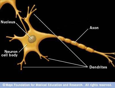 Nerve Cells Also known as neurons, are long, fibre-like