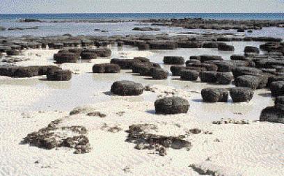 Stromatolites Modern