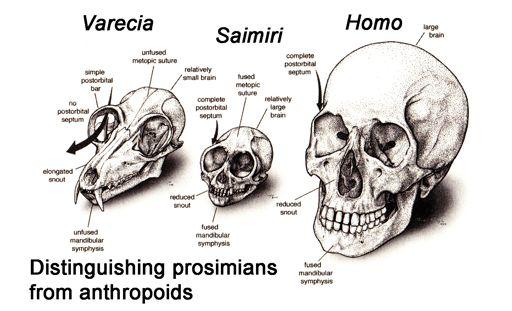 Primate phylogeny (Falk)! Plesiadapiforms ( proto-primates )!