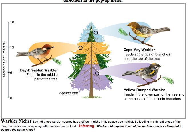description of organisms adaptive traits, habitat and place in the food web reflects the specific adaptations that a species has acquired through evolution GENERALIST live in broad niche withstand
