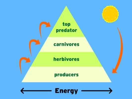 energy in each level gets lost as heat or used by