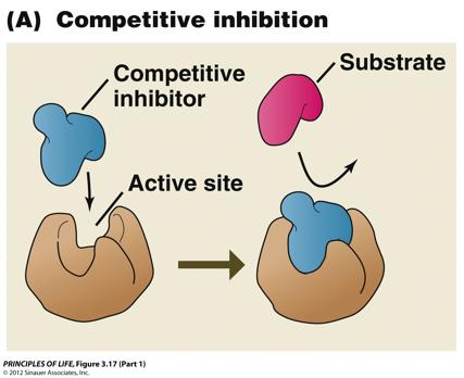 Competitive Inhibitor Inhibitor and substrate compete for