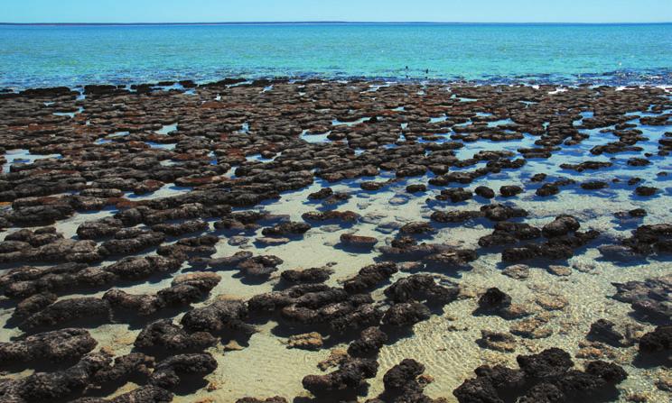 Chapter 8 Earth System Evolution Stromatolites are still being formed today. They are not common. They are usually located in areas where the water is very salty.